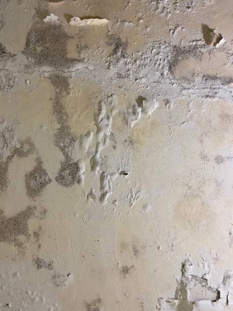 Best Emergency Mold Remediation in Bargaintown, NJ