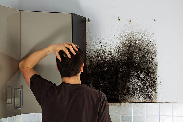 Best Crawl Space Mold Remediation in Bargaintown, NJ