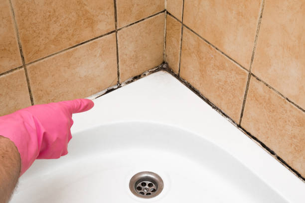 Best Commercial Mold Remediation in Bargaintown, NJ